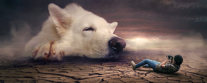 Fantasy pets