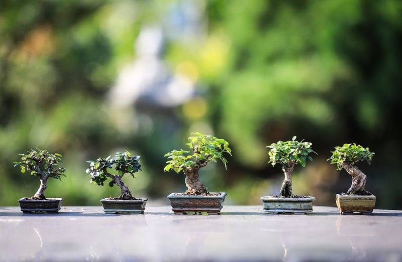 Miniature paradise