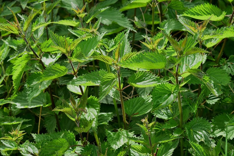 Mystical herbs