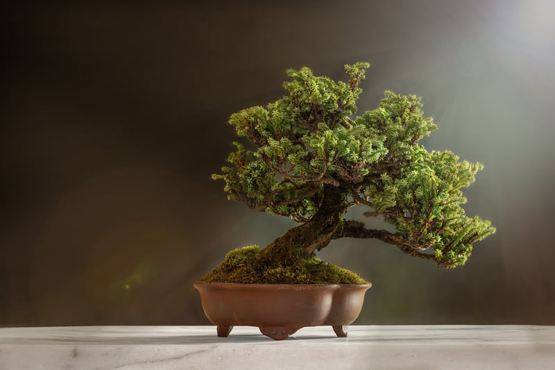 Miniature Bonsai Landscape