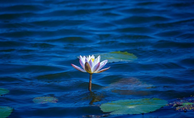 Blue Lotus