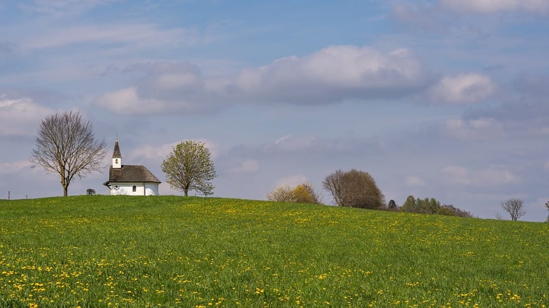 Whimsical Meadow