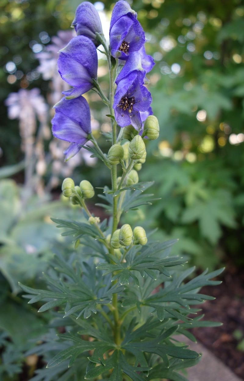 Wolfsbane